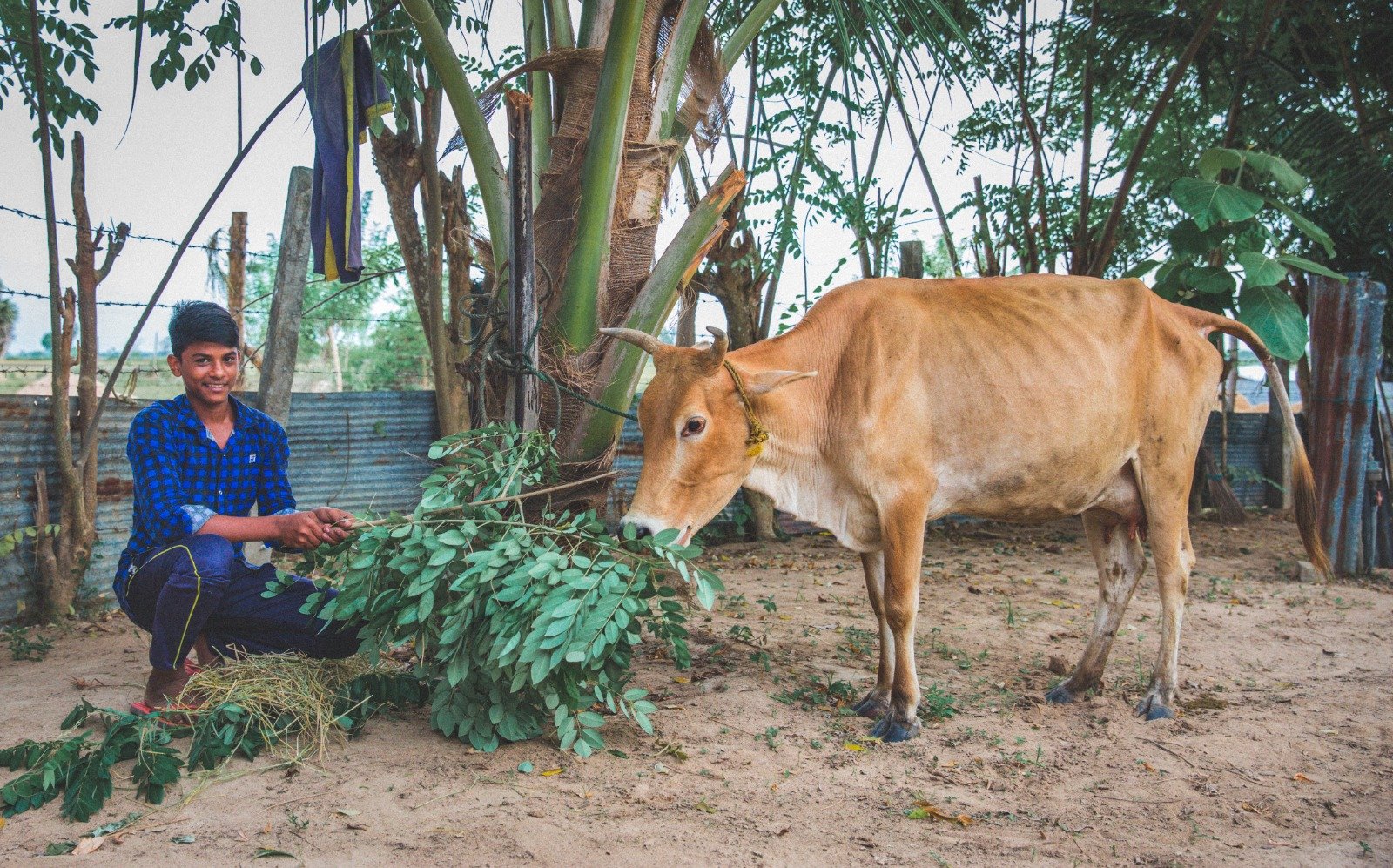 Cow Donation to Boost Milk Production and Economic Stability