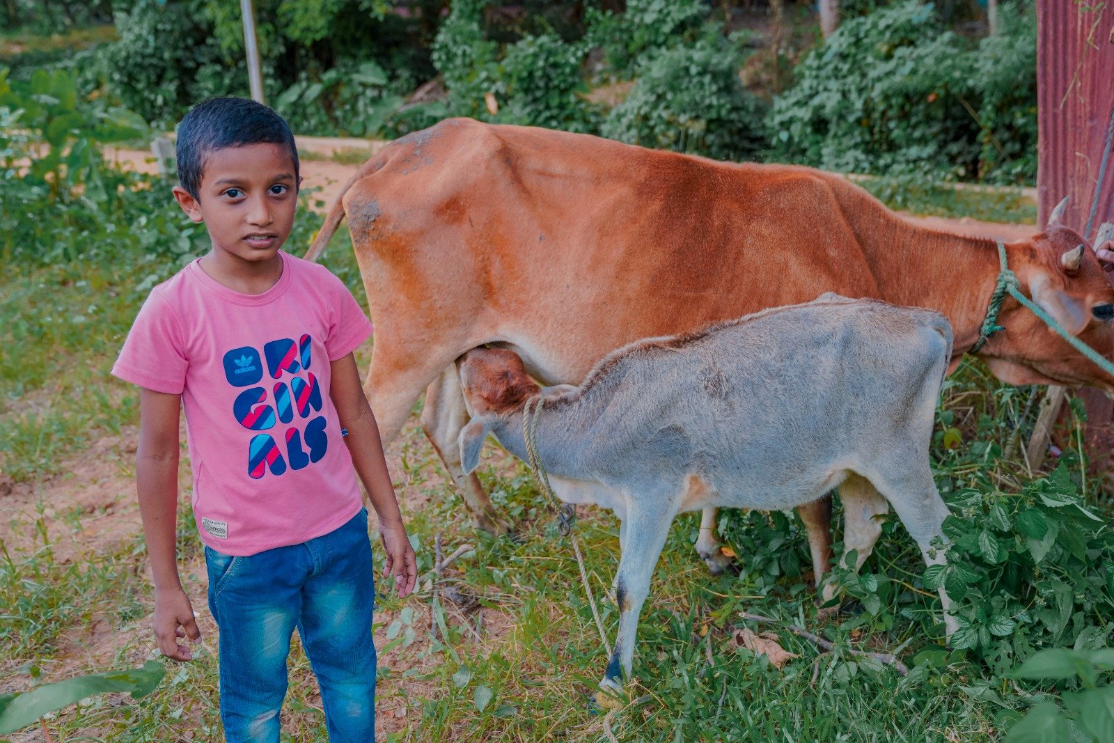 Cow Donation to Boost Milk Production and Economic Stability (12)