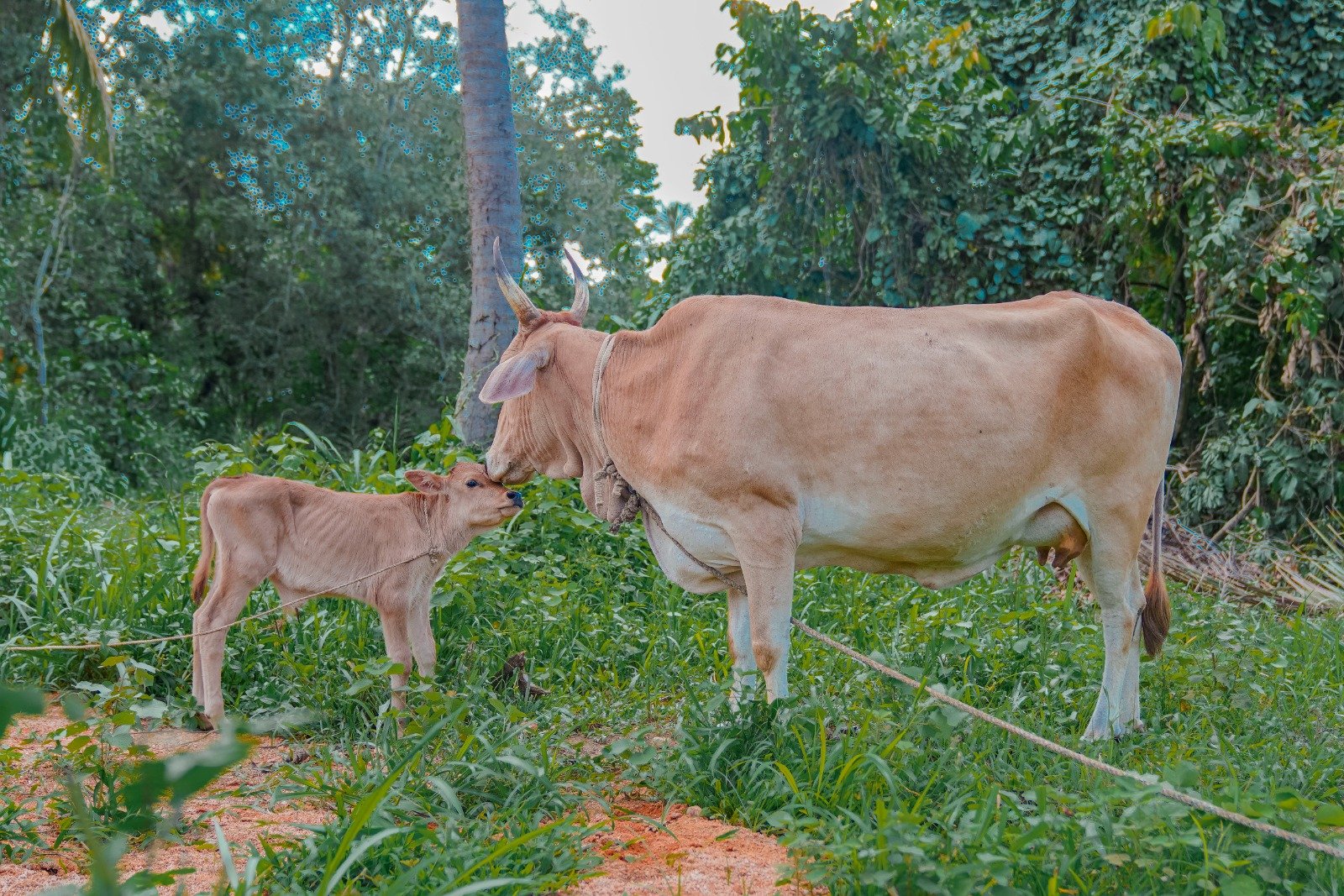 Cow Donation to Boost Milk Production and Economic Stability (16)