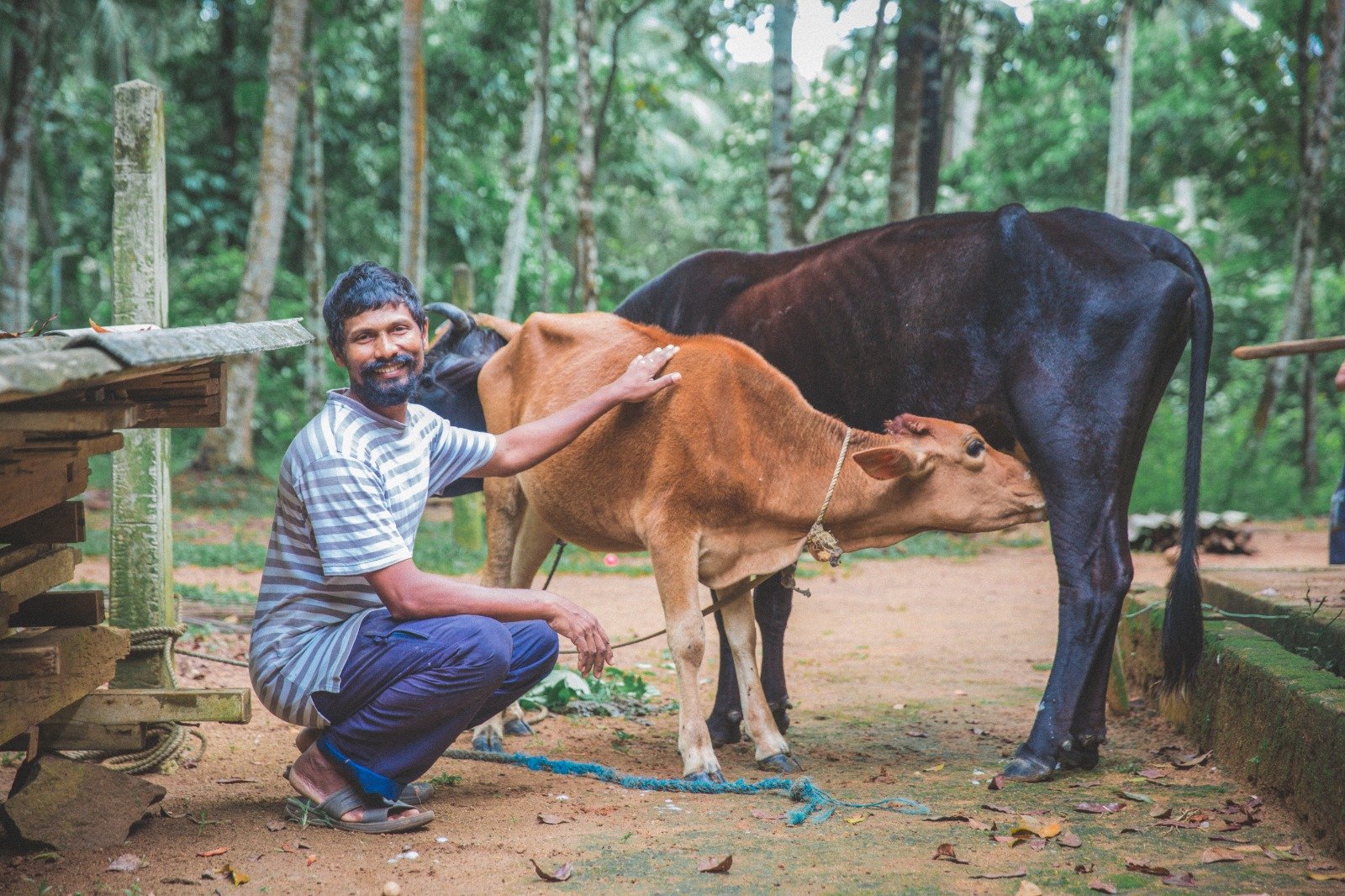 Cow Donation to Boost Milk Production and Economic Stability (18)