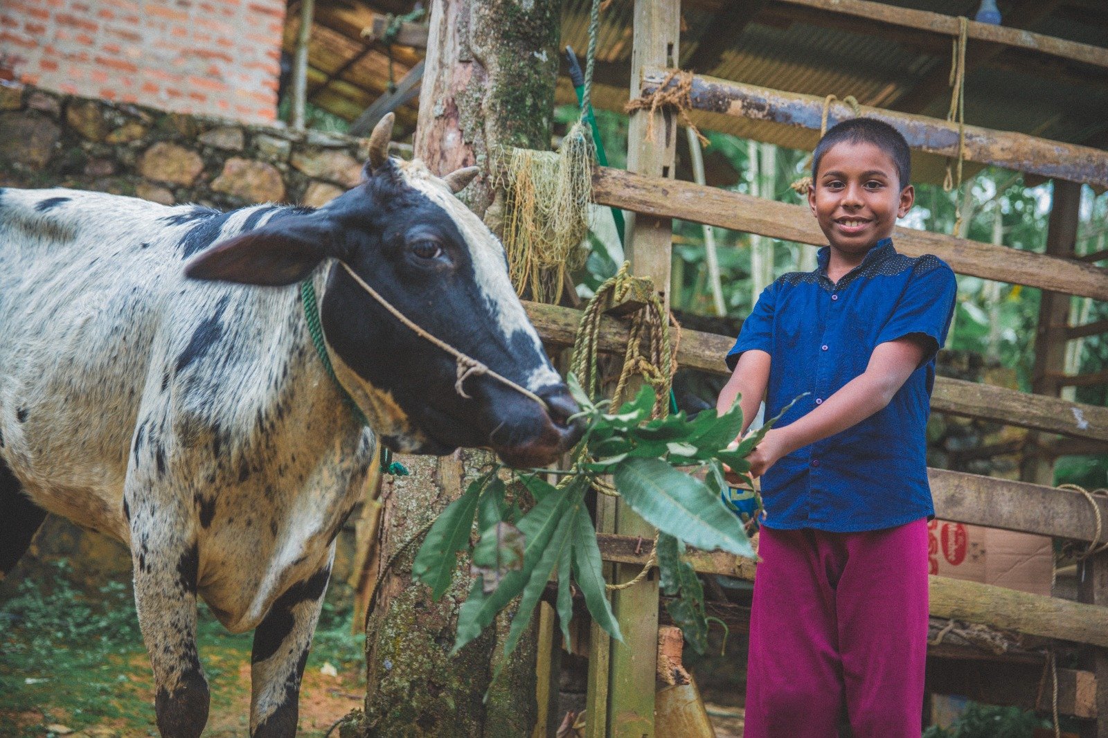 Cow Donation to Boost Milk Production and Economic Stability (2)