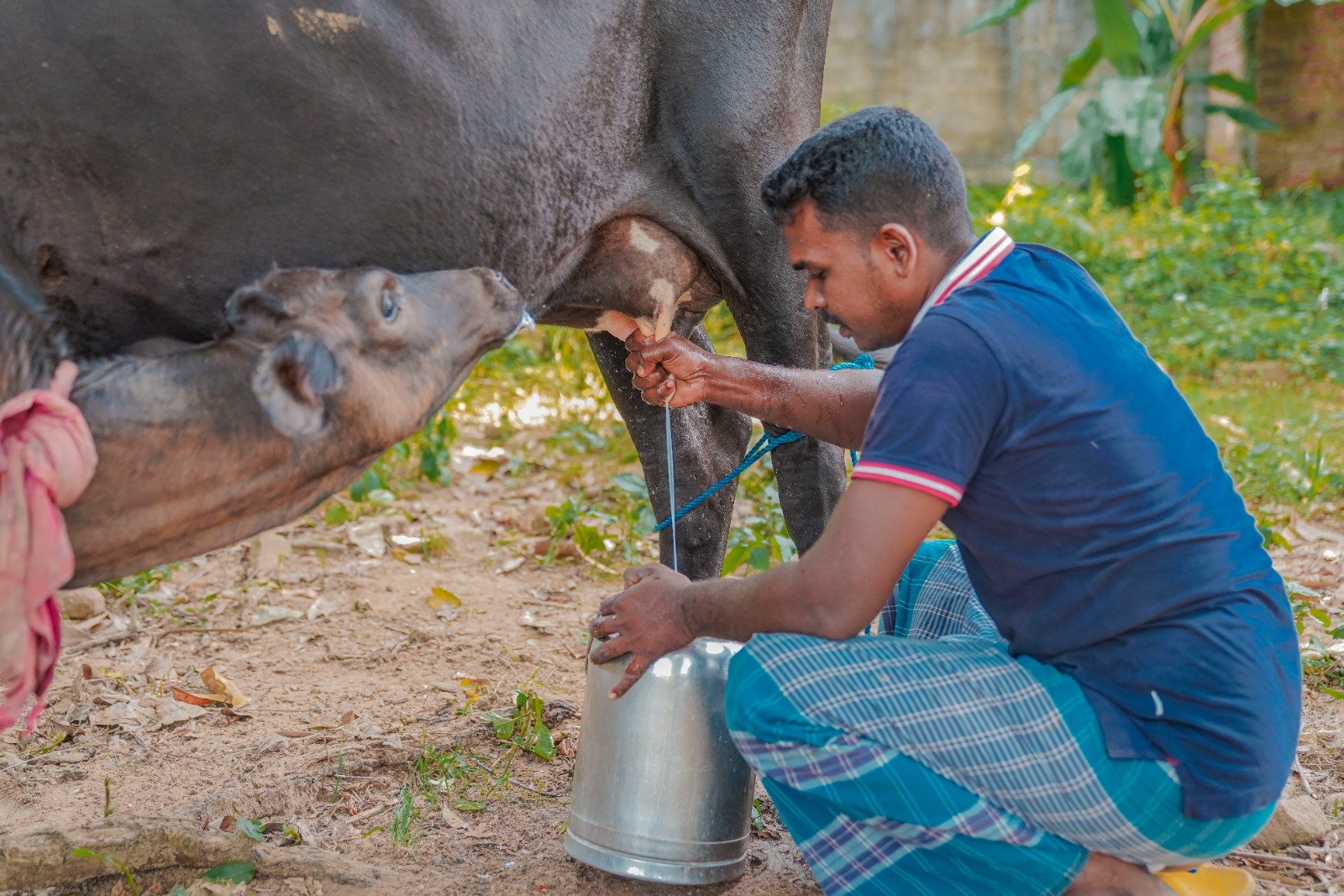 Cow Donation to Boost Milk Production and Economic Stability (4)