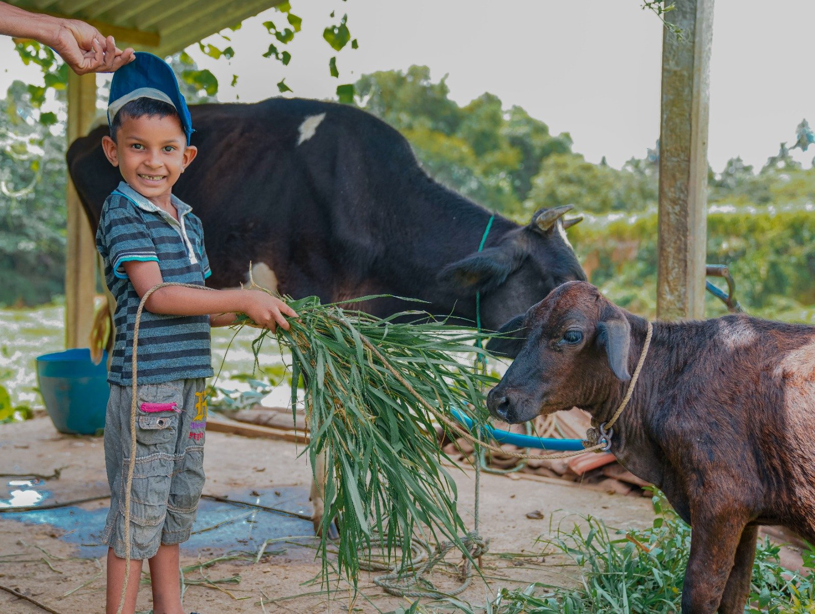 Cow Donation to Boost Milk Production and Economic Stability (5)