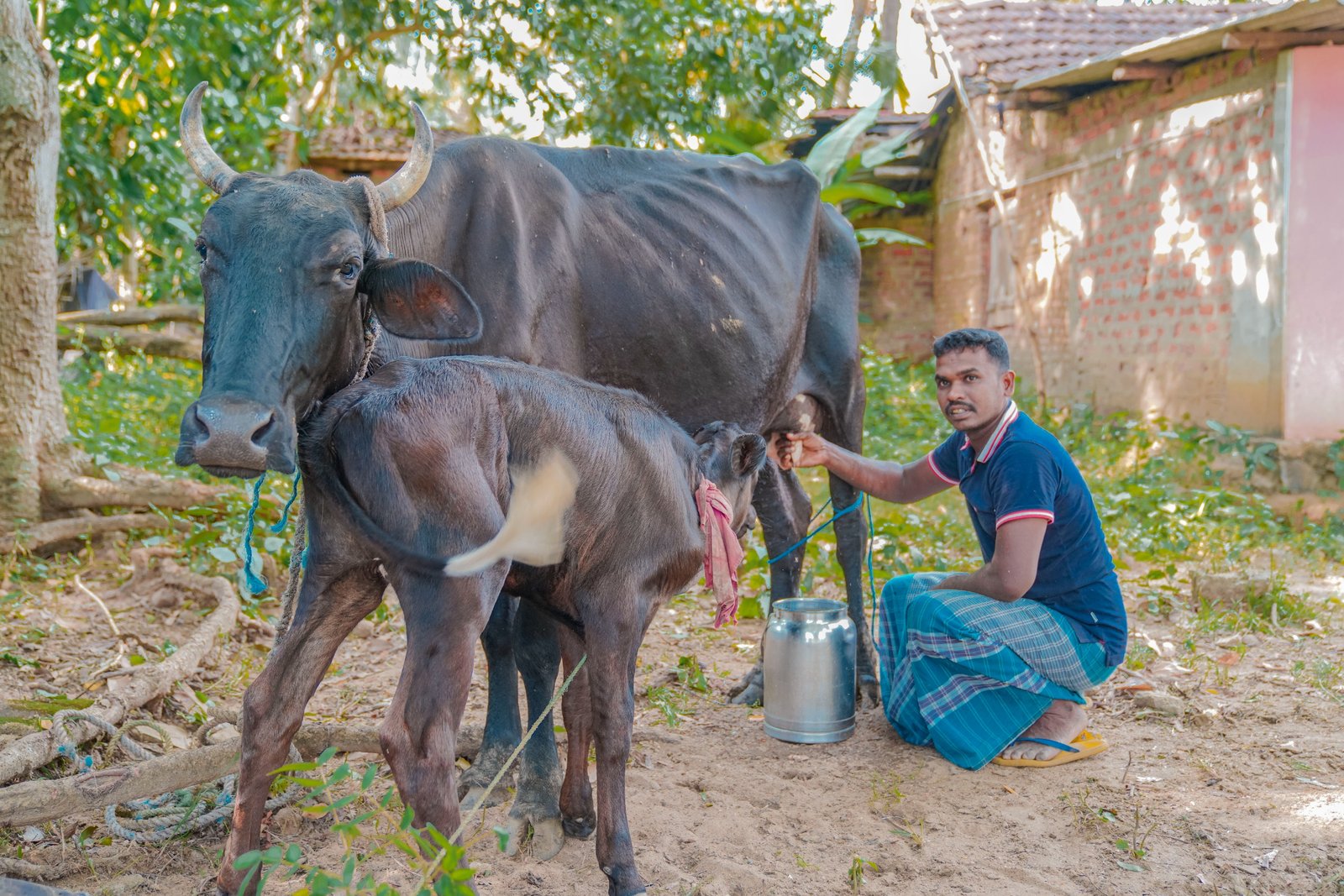 Cow Donation to Boost Milk Production and Economic Stability (6)