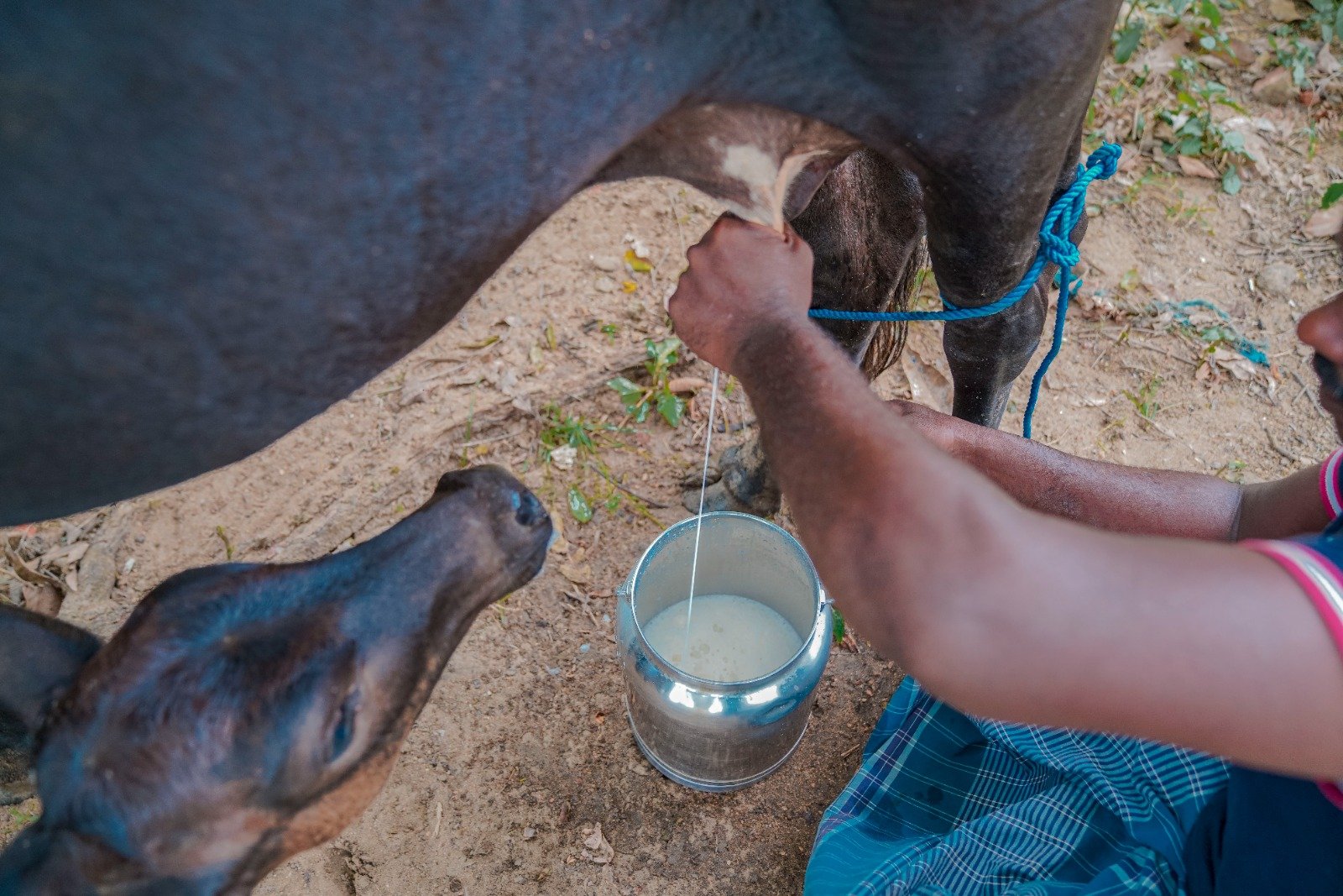 Cow Donation to Boost Milk Production and Economic Stability (7)