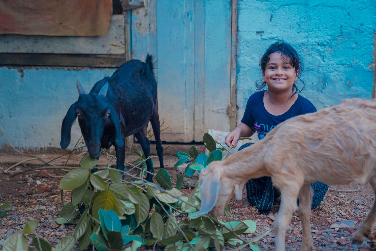 Empowering Rural Livelihoods Through Sustainable Livestock Initiatives (15)