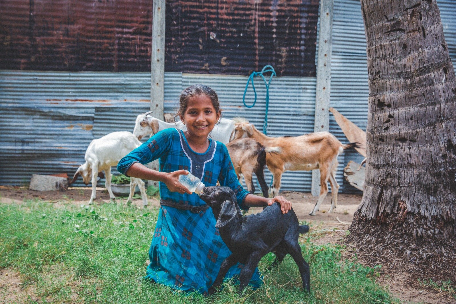 Empowering Rural Livelihoods Through Sustainable Livestock Initiatives (4)