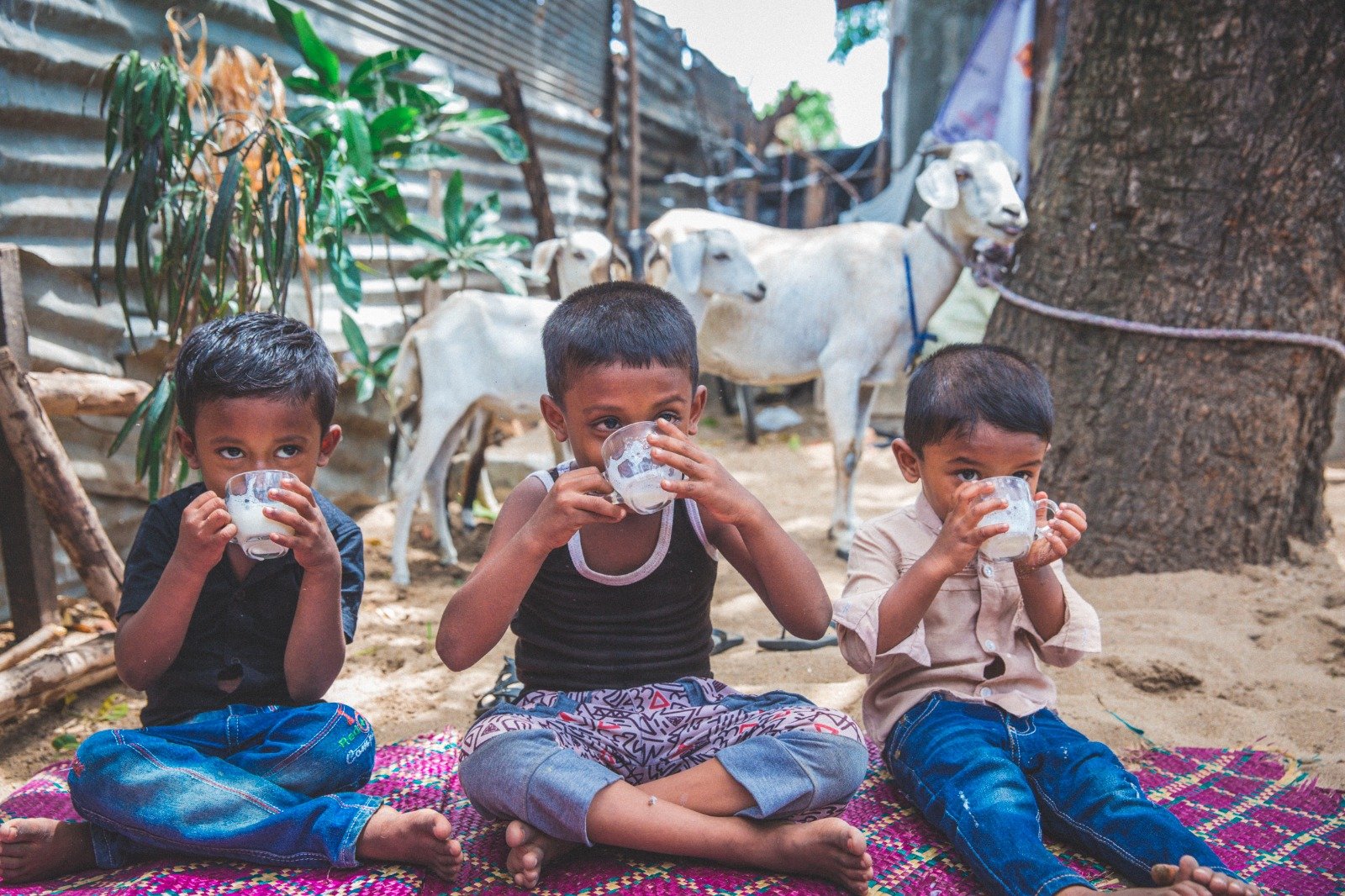 Empowering Rural Livelihoods Through Sustainable Livestock Initiatives (5)