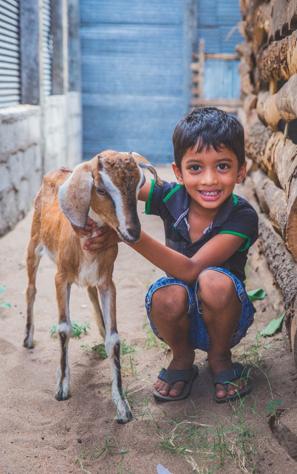 Empowering Rural Livelihoods Through Sustainable Livestock Initiatives (6)